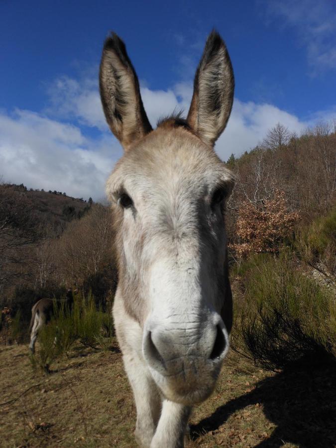 Gite De Chapeleche Les Chataigniers Gluiras Dış mekan fotoğraf